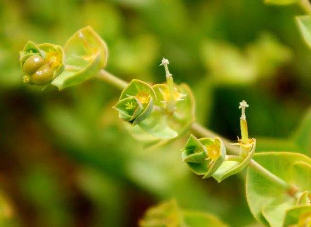 Euphorbia terracina / Euforbia di Terracina